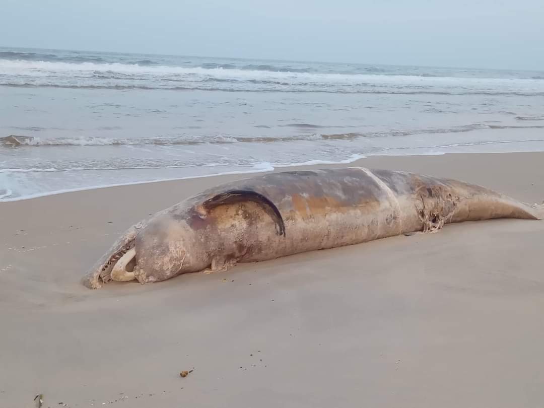 Xac ca voi troi dat vao bo bien Quang Tri hinh anh