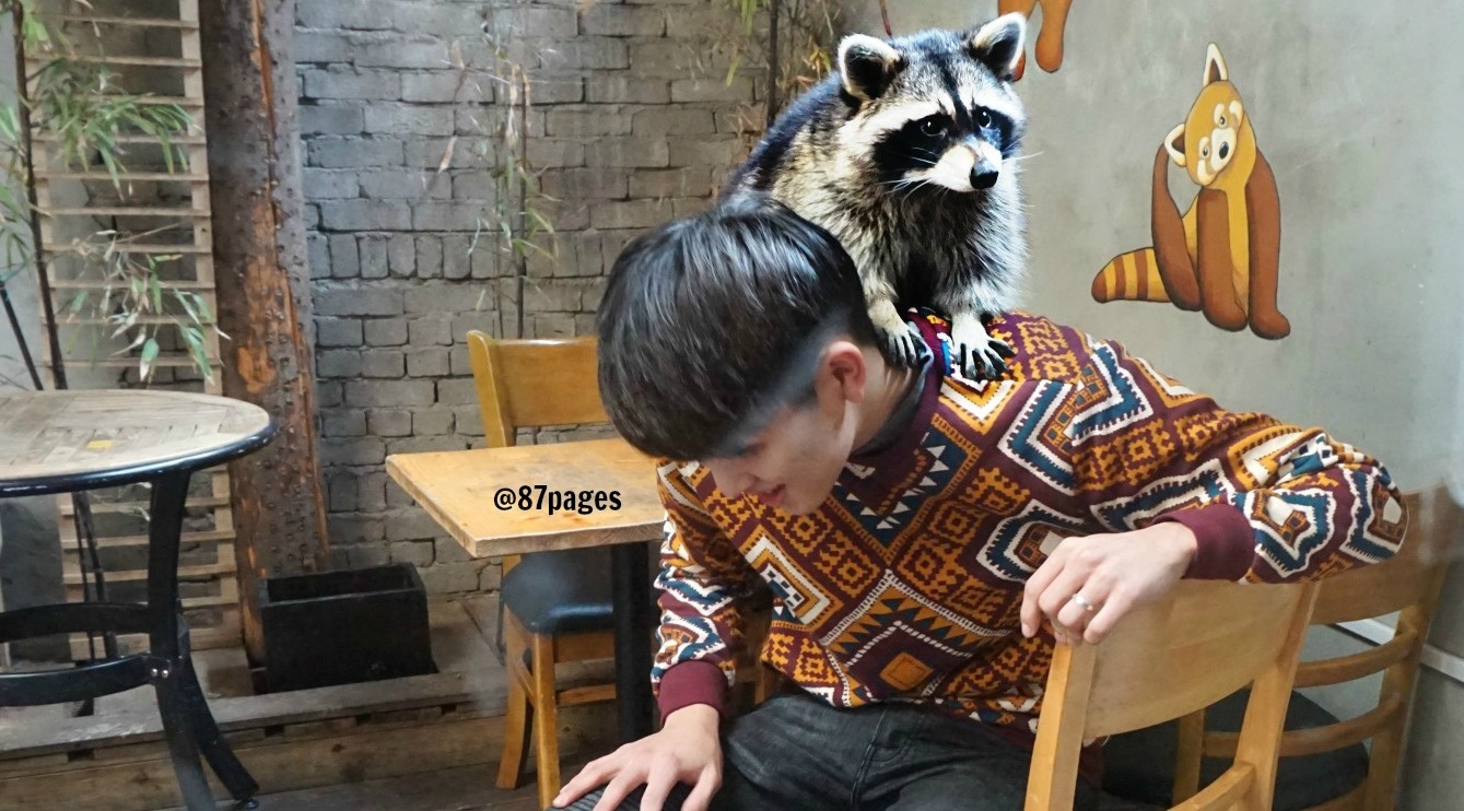 Quan ca phe gau meo gay sot o Han Quoc anh 6