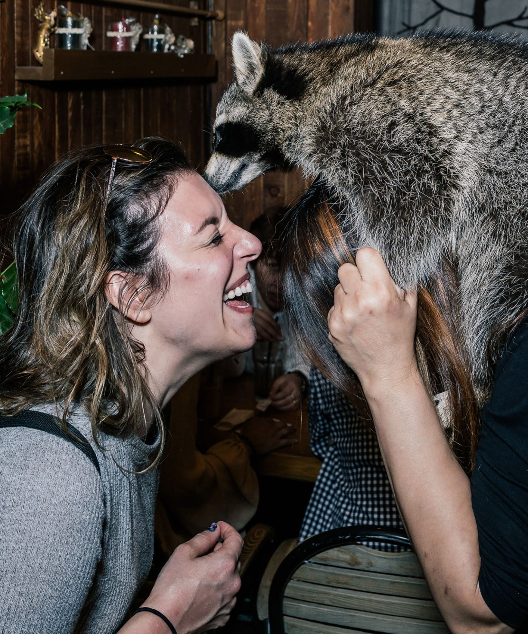 Quan ca phe gau meo gay sot o Han Quoc anh 4