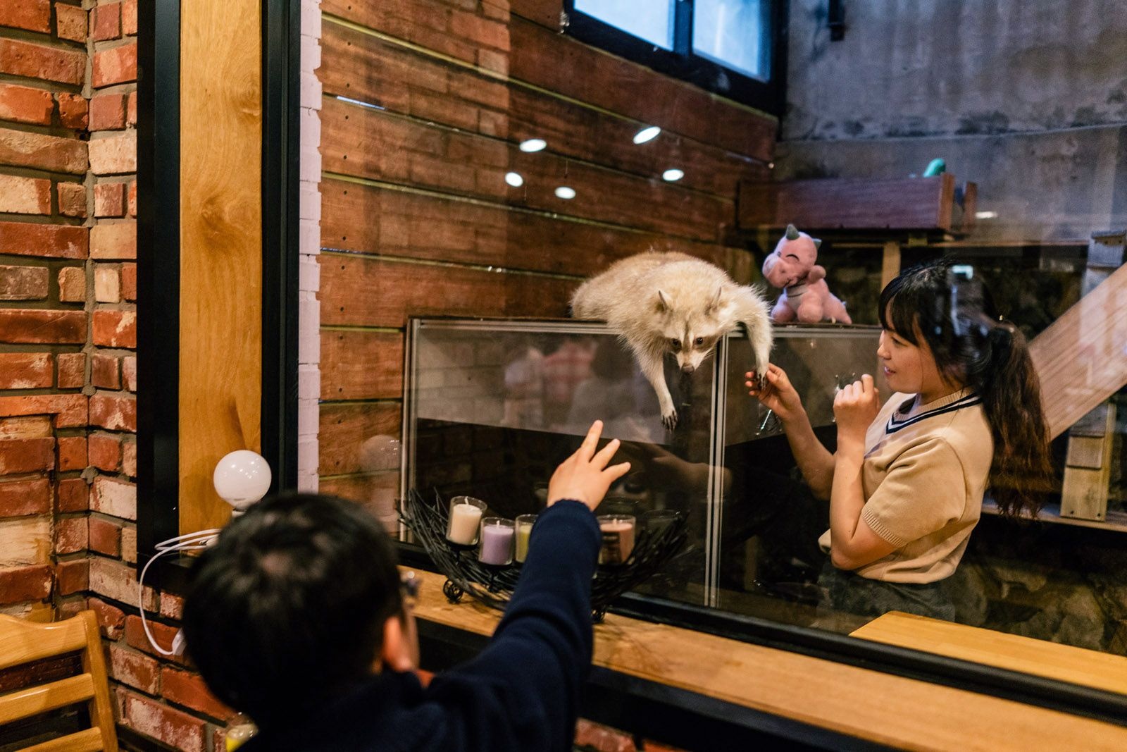 Quan ca phe gau meo gay sot o Han Quoc anh 2