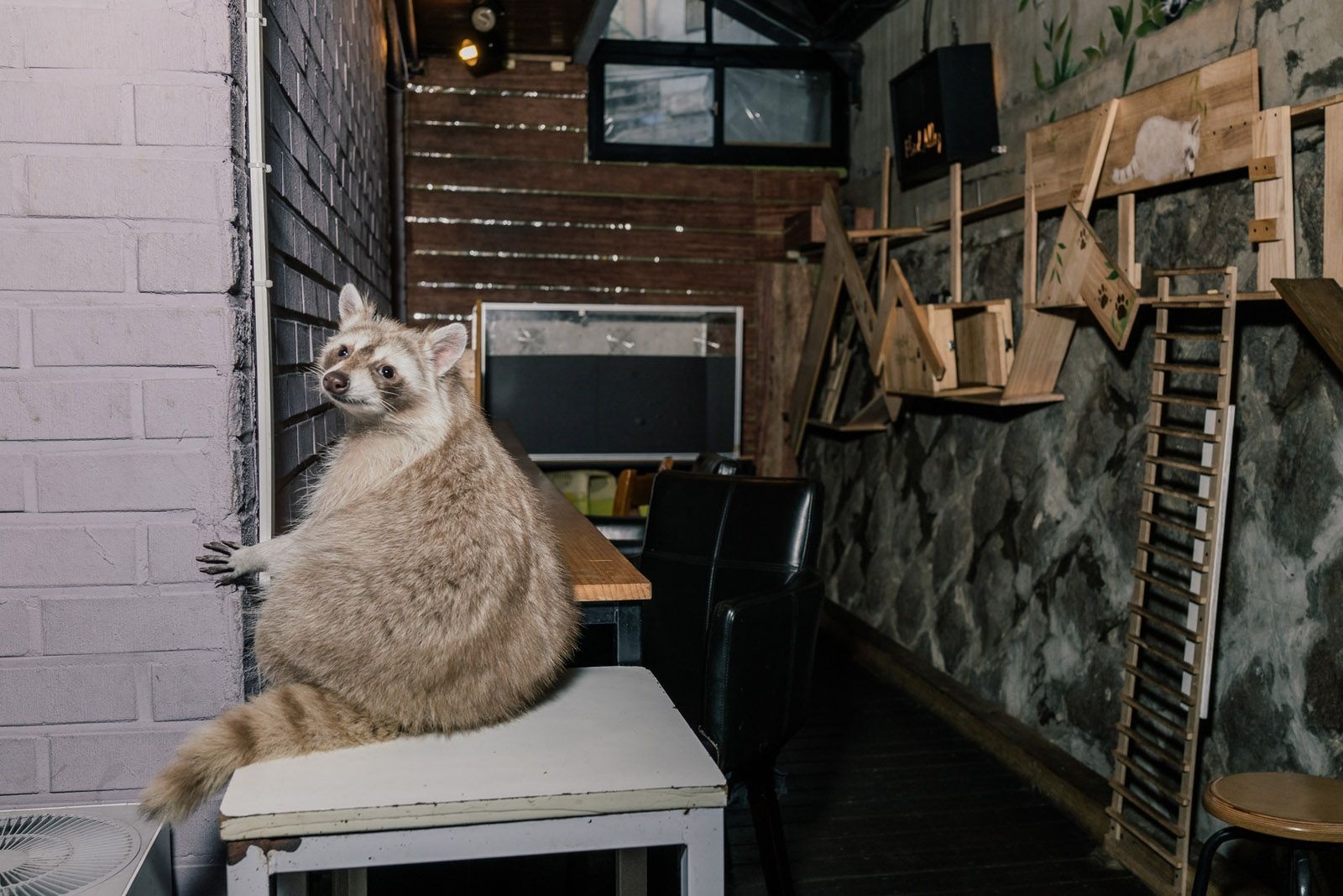 Quan ca phe gau meo gay sot o Han Quoc anh 9