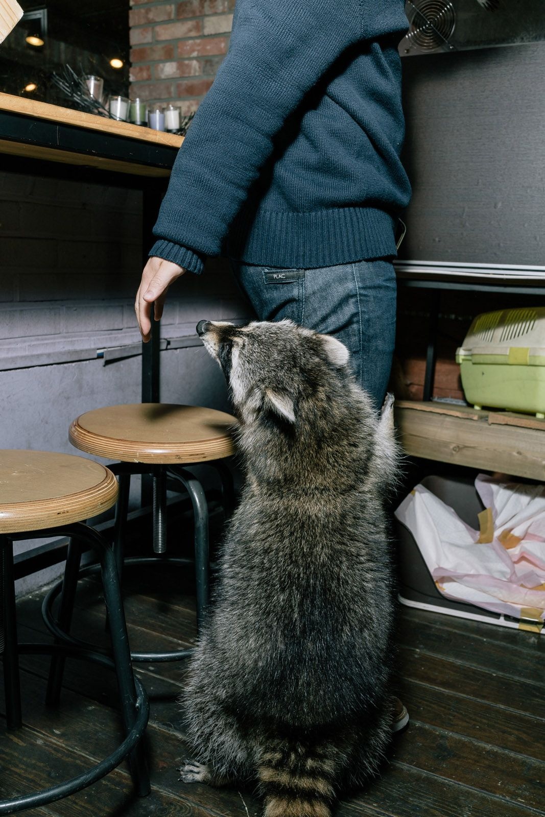 Quan ca phe gau meo gay sot o Han Quoc anh 7