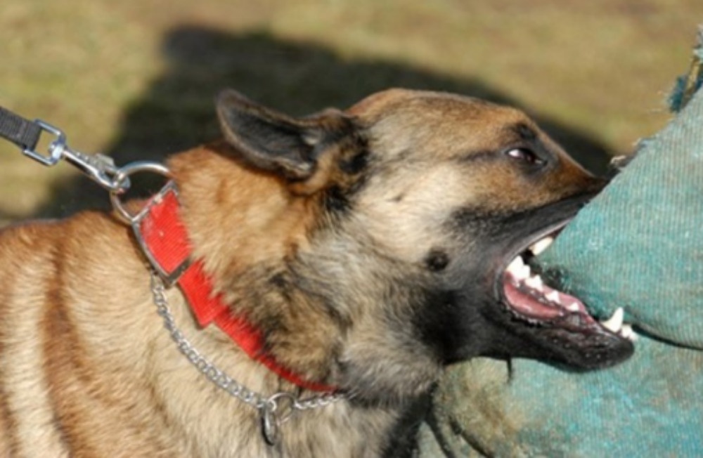 De cho can nguoi, chu bi xu ly nhu the nao? hinh anh