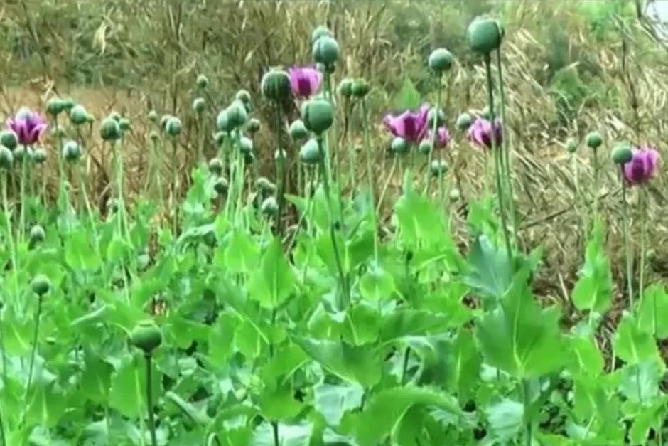 600 cay anh tuc cao hon 1 m trong vuon cua cu ba hinh anh