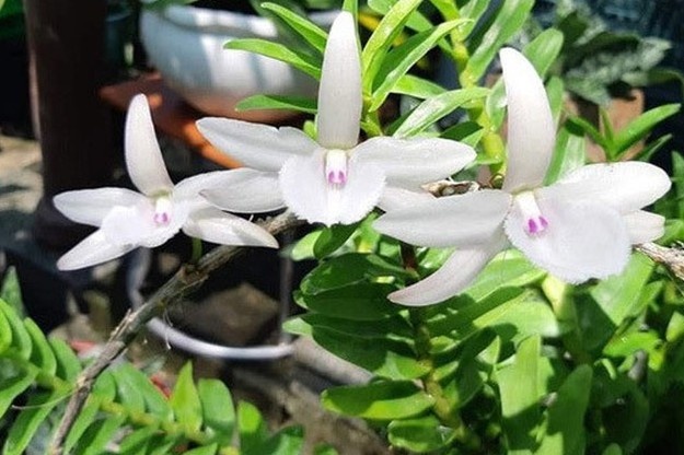 Lua ban lan dot bien gia, chiem doat 3,5 ty dong hinh anh