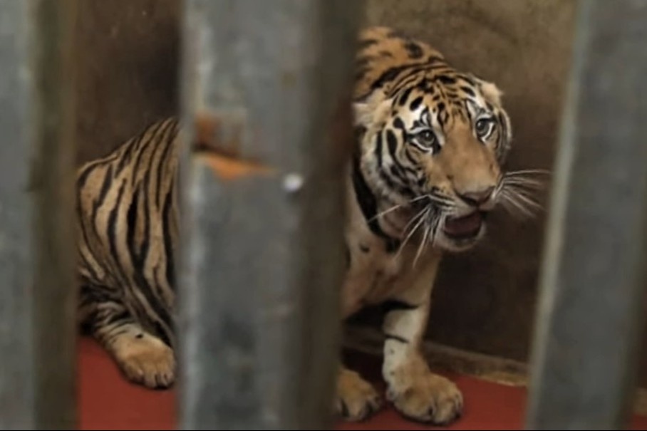 Nuoi nhot trai phep 17 con ho, chu nha bi xu ly the nao? hinh anh