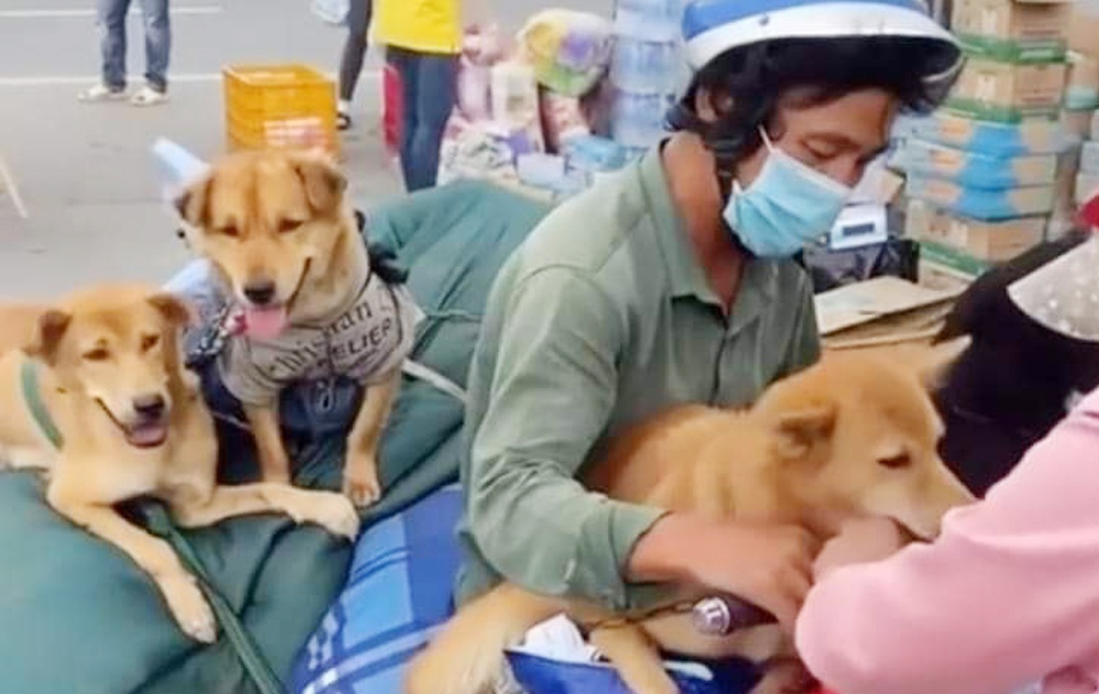 tiêu hủy đàn chó tại Cà Mau ảnh 1 tieu huy dan cho tai Ca Mau anh 1