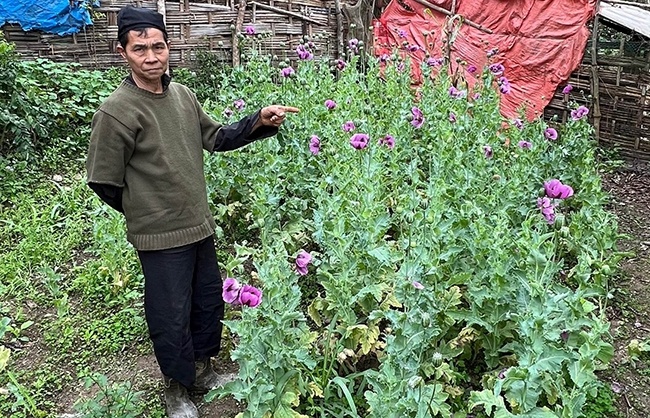 Tam giu nguoi dan ong cao nhua cua hon 260 cay thuoc phien hinh anh