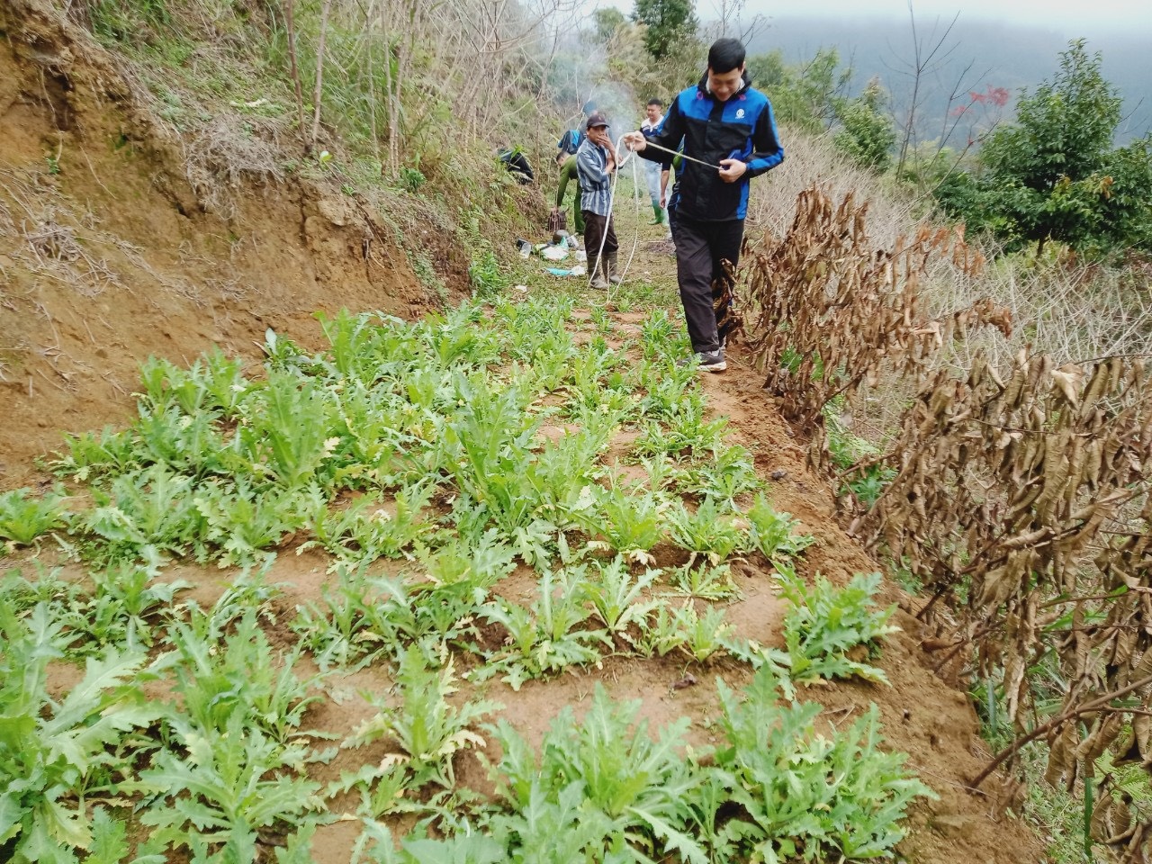 trồng 440 cây thuốc phiện ảnh 2 trong 440 cay thuoc phien anh 2