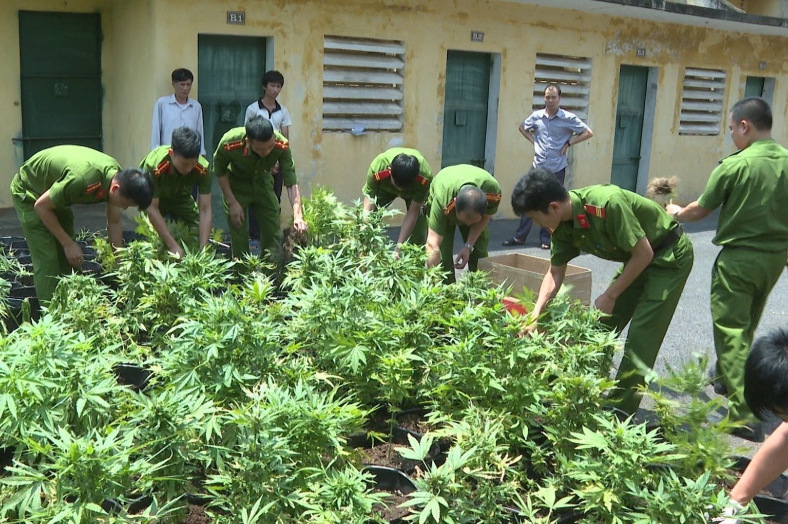 Gan 900 cay can sa trong khu vuon quay ton kin hinh anh