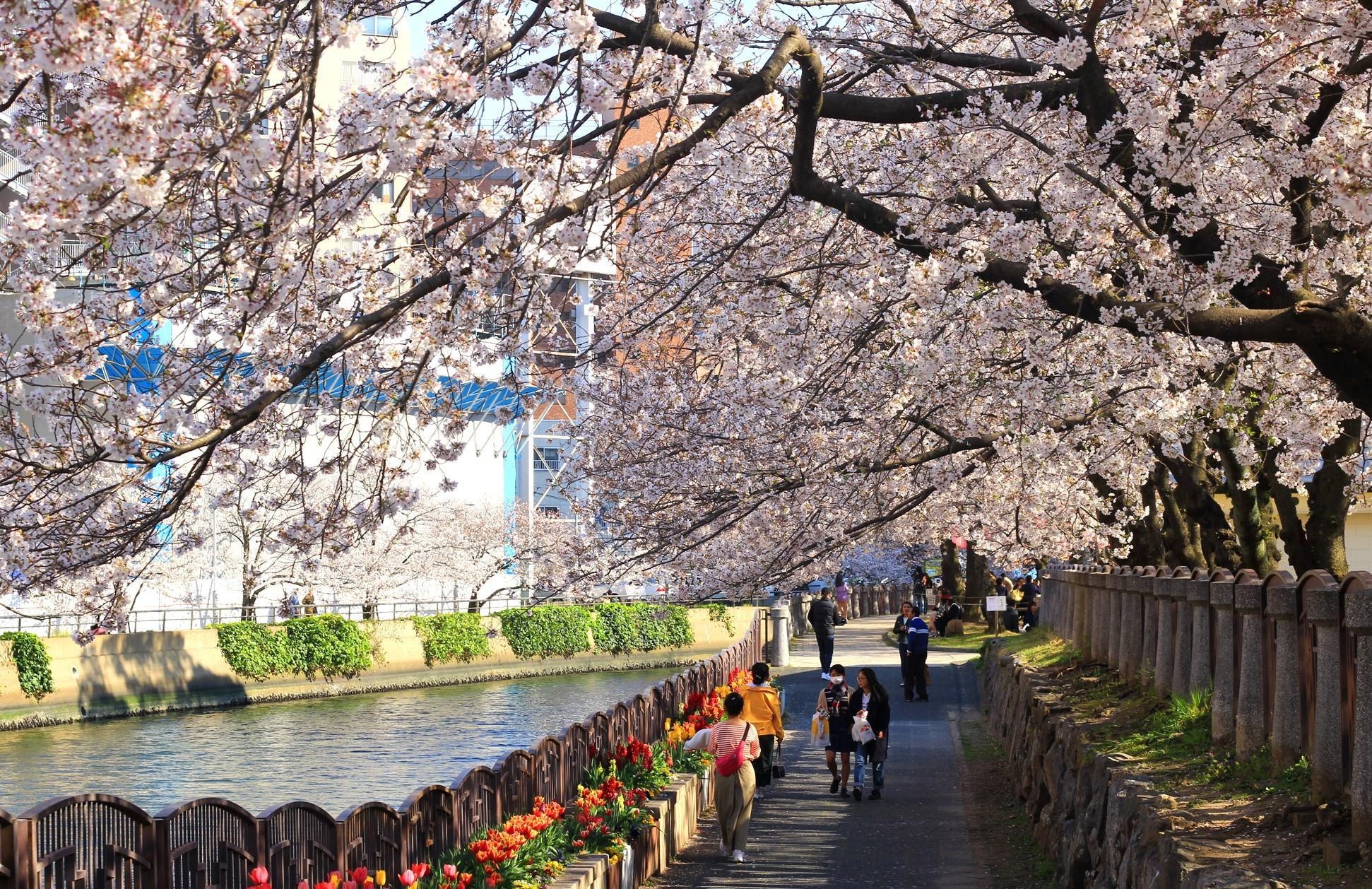 Hoa anh dao,  nganh kinh doanh ‘ty do’ cua Nhat Ban anh 2