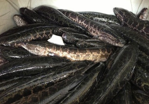 Den luot ca qua Trung Quoc nhap lau vao Viet Nam hinh anh