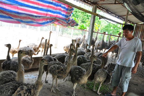 Nong dan nuoi da dieu, lai 300 trieu dong/nam hinh anh