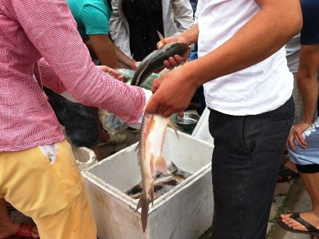 Chen chan mua ca song To Lich re nhu cho hinh anh