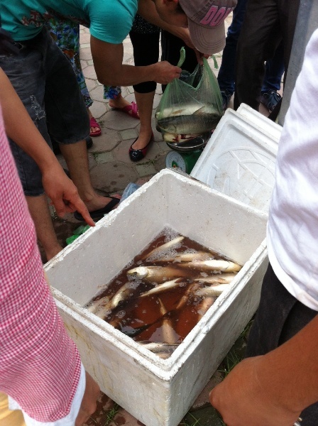 Người Hà Nội tranh nhau mua cá sông Tô Lịch rẻ như cho