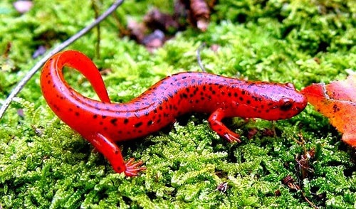 Nhung dong vat la mat giong keo ngot hinh anh