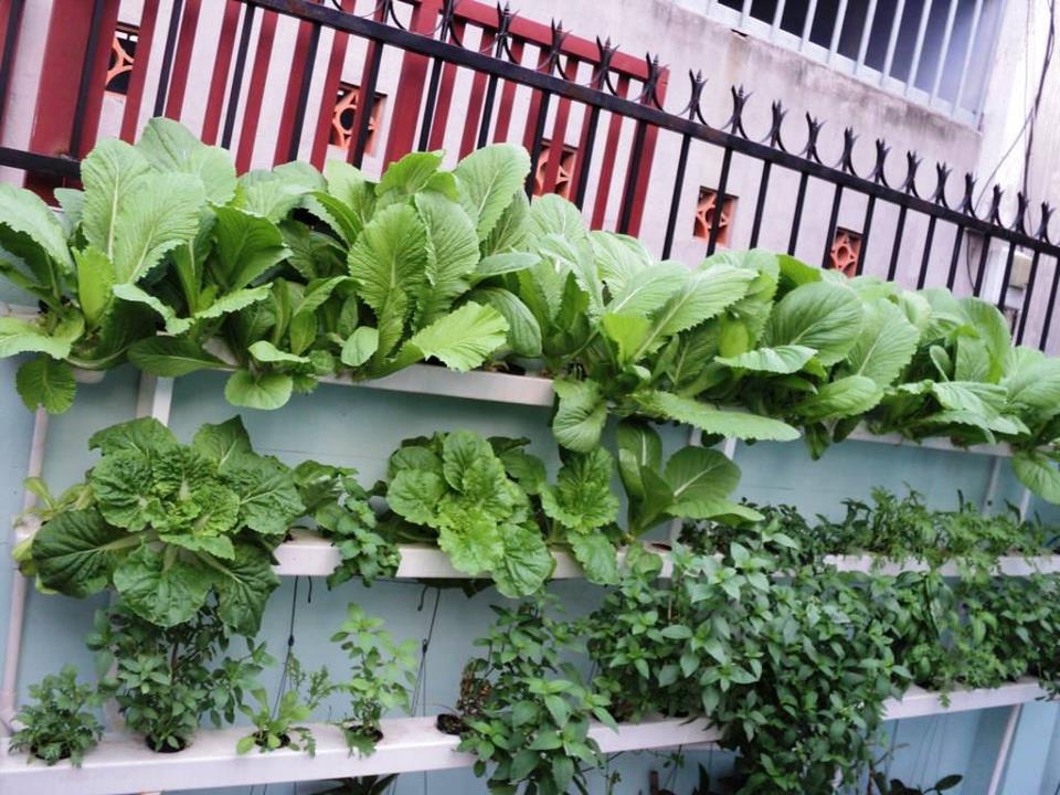 Lai nua trieu dong/ngay tu mo hinh trong rau thuy canh hinh anh