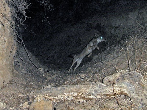 'Quai vat' quy hau di chuyen voi toc do sam set hinh anh