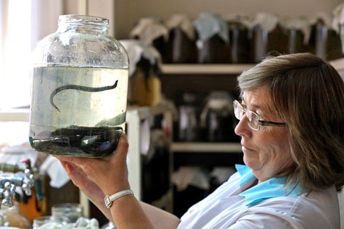 Tham nhap trang trai nuoi dia chua benh o Nga hinh anh