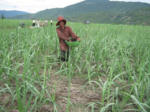 Lai 50 trieu/vu nho canh tac mia moi hinh anh