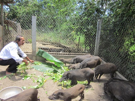 Thu 150 trieu dong trong 2 thang tu nuoi lon rung hinh anh