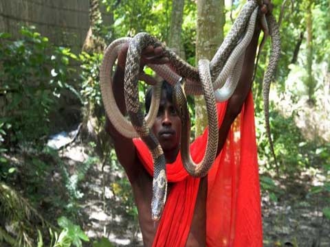 Man thoi mien ran doc cua tin do An giao hinh anh