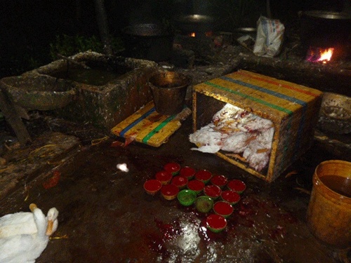 Nhuom hoa chat cho ga co mau vang uom hinh anh