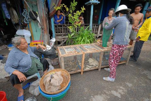 Ran ho dat 800.000 dong/kg o cho bien gioi hinh anh