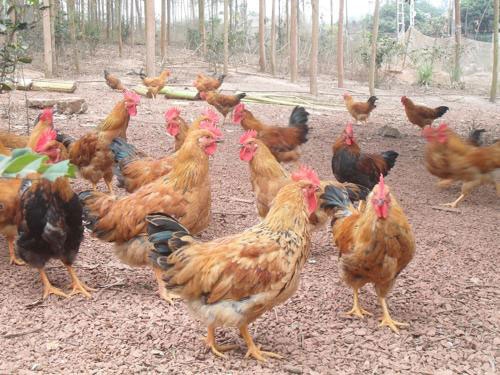 Ga doi Yen The la san pham tot nhat Dong Nam A hinh anh