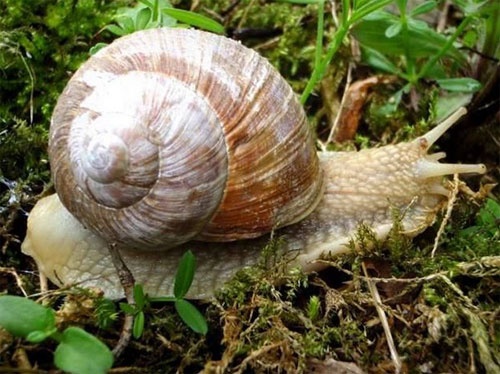 Mon kem co vi oc sen gia bac trieu hinh anh