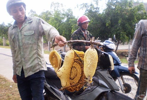 Kiem tien trieu moi ngay trong mua mat ong ruoi hinh anh