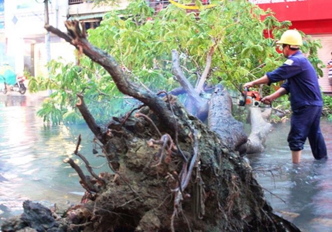 'Luong cong nhan cay xanh 3,5 trieu lay dau ra 14 trieu' hinh anh