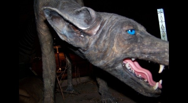 Bi an 'quai vat hut mau' mat xanh hinh anh