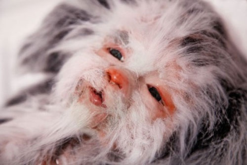 Phan no y tuong bien tre so sinh thanh... thu canh hinh anh