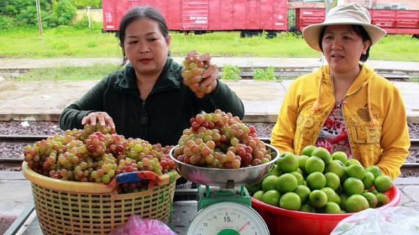 Nho don da pha vo thuong hieu nho Ninh Thuan hinh anh