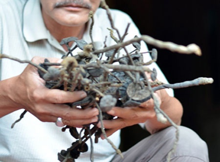 Thuong lai Trung Quoc mua nam doc gia 30.000 dong/kg hinh anh