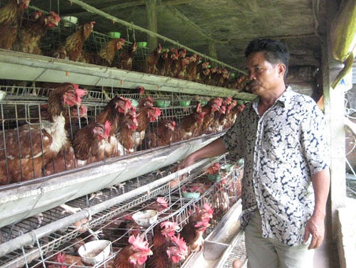 Thu nhap gan 8 ty dong/nam tu trang trai ga de trung hinh anh