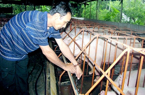 Nong dan nuoi lon khong dam an san pham minh lam ra hinh anh