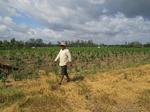 Nong dan o at bo lua trong cam sanh hinh anh