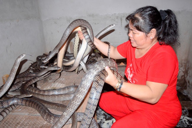 Nong dan mien Tay nuoi dong vat 'doc' phuc vu nha giau hinh anh