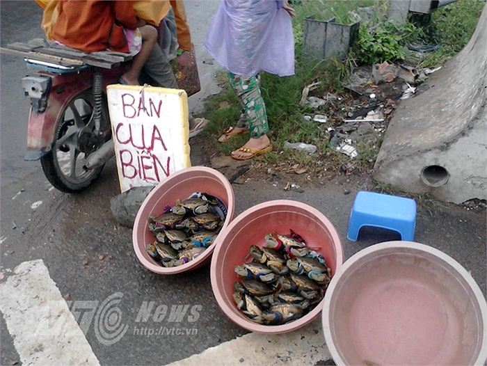 Cua bien Ca Mau 'bo' khap via he, gam cau Sai Gon hinh anh