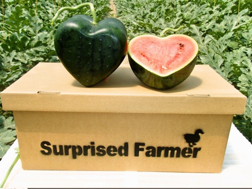 Qua dua hau hinh trai tim dau tien the gioi ra mat tai Nhat hinh anh