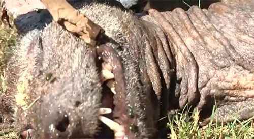 Xuat hien quai vat mat do nhu mau hinh anh