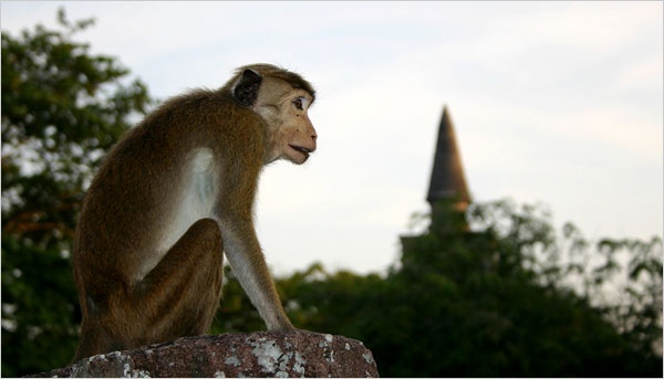 Con khi xuat quy nhap than trong khu chung cu hinh anh