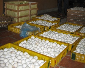 Lung mua trung thoi de tang cuong sinh luc hinh anh