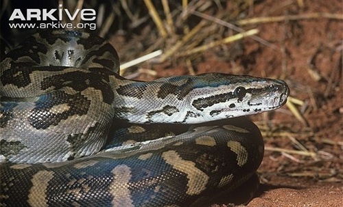 Loai tran khong lo an thit nguoi hinh anh