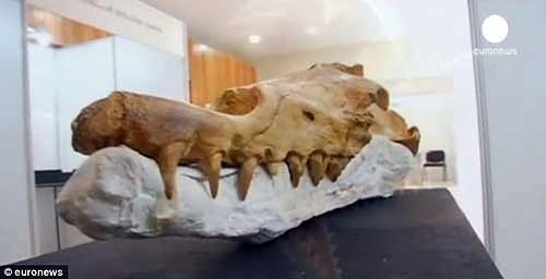 Phat hien hoa thach ca voi co chan hinh anh