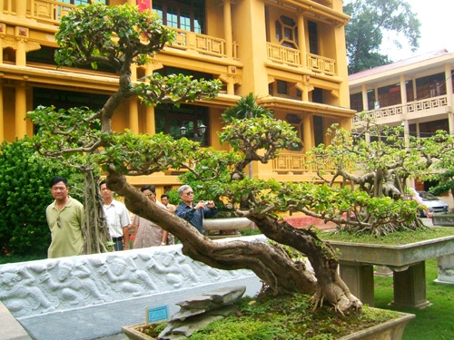 Dai gia cay canh khoc rong voi 'dong cui' tien ty hinh anh