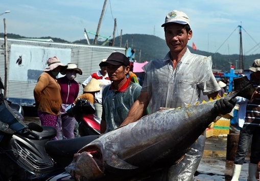 Hang chuc tan ca ngu dai duong lien tuc cap ben Sa Huynh hinh anh