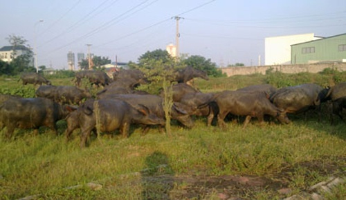 Thanh ty phu nho nuoi trau giua pho hinh anh